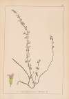Herbier de la flore française Pl.0794