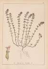 Herbier de la flore française Pl.0796