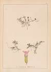 Herbier de la flore française Pl.0798