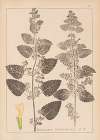 Herbier de la flore française Pl.0800