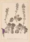 Herbier de la flore française Pl.0802