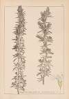 Herbier de la flore française Pl.0803