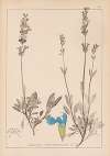 Herbier de la flore française Pl.0804