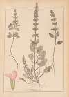 Herbier de la flore française Pl.0805