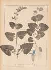 Herbier de la flore française Pl.0806