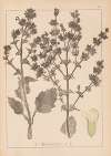 Herbier de la flore française Pl.0808