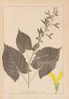 Herbier de la flore française Pl.0809