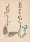 Herbier de la flore française Pl.0810