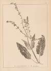 Herbier de la flore française Pl.0811
