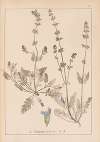 Herbier de la flore française Pl.0812