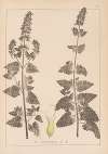 Herbier de la flore française Pl.0817