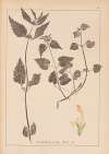 Herbier de la flore française Pl.0831