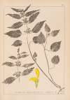 Herbier de la flore française Pl.0832
