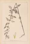 Herbier de la flore française Pl.0834