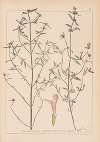 Herbier de la flore française Pl.0835