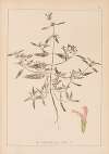 Herbier de la flore française Pl.0836