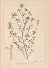 Herbier de la flore française Pl.0837