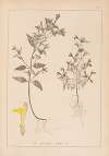 Herbier de la flore française Pl.0839
