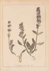 Herbier de la flore française Pl.0845