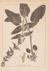 Herbier de la flore française Pl.0846
