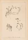 Herbier de la flore française Pl.0853