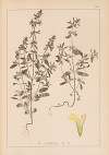 Herbier de la flore française Pl.0855