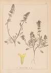 Herbier de la flore française Pl.0856