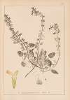 Herbier de la flore française Pl.0857