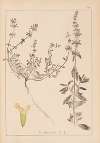 Herbier de la flore française Pl.0858