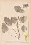 Herbier de la flore française Pl.0860