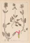 Herbier de la flore française Pl.0861