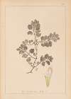 Herbier de la flore française Pl.0865