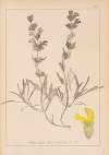 Herbier de la flore française Pl.0866