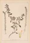 Herbier de la flore française Pl.0869