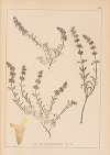 Herbier de la flore française Pl.0871