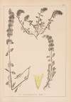 Herbier de la flore française Pl.0872