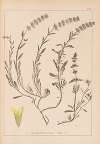 Herbier de la flore française Pl.0874