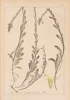 Herbier de la flore française Pl.0875