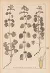 Herbier de la flore française Pl.0876