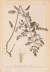 Herbier de la flore française Pl.0877