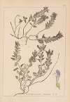Herbier de la flore française Pl.0879