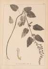 Herbier de la flore française Pl.0880