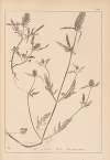 Herbier de la flore française Pl.0888