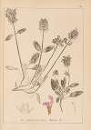 Herbier de la flore française Pl.0889