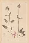 Herbier de la flore française Pl.0891