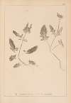 Herbier de la flore française Pl.0892
