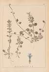 Herbier de la flore française Pl.0894