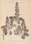 Herbier de la flore française Pl.0895
