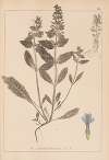 Herbier de la flore française Pl.0896