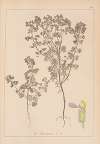 Herbier de la flore française Pl.0902